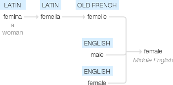 Ety img female.png