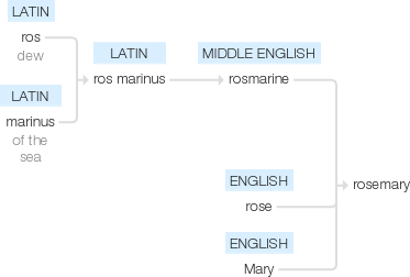 Ety img rosemary.png
