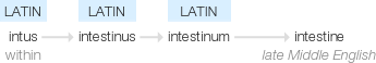 Ety img intestine.png