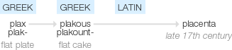 Ety img placenta.png