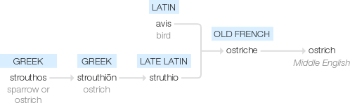 Ety img ostrich.png