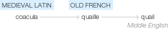 Ety img quail.png