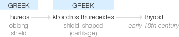 Ety img thyroid.png
