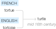 Ety img turtle.png
