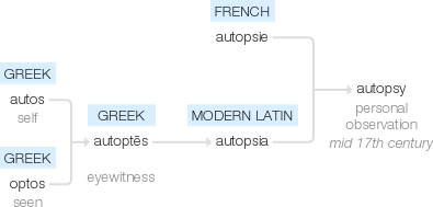 Ety img autopsy.png