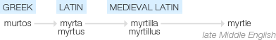 Ety img myrtle.png
